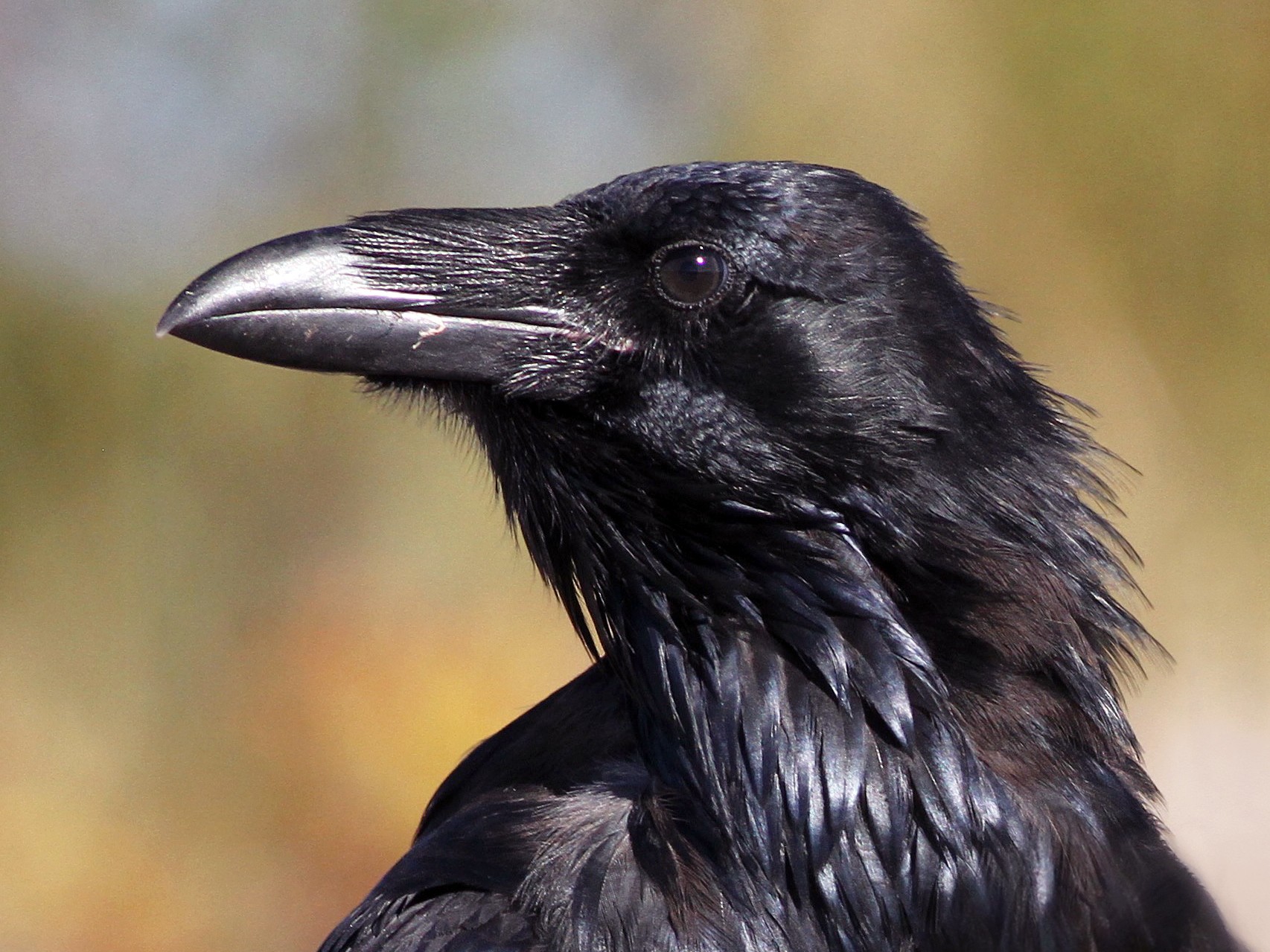 noach-the-raven-and-the-dove-adath-israel